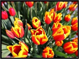 Czerwony, Tulipany, ty